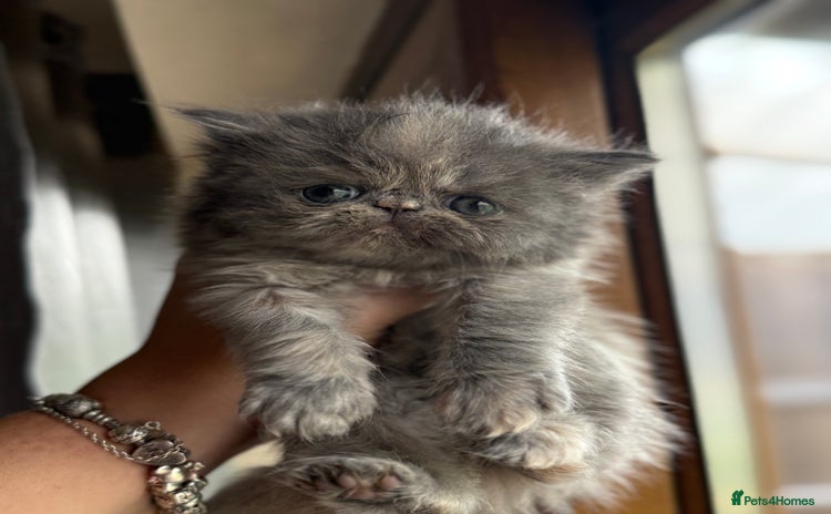 Persian cats - Advert 1