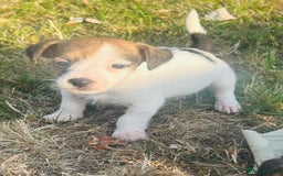 Jack Russell dogs for sale: jack Russel puppies  - Image 9