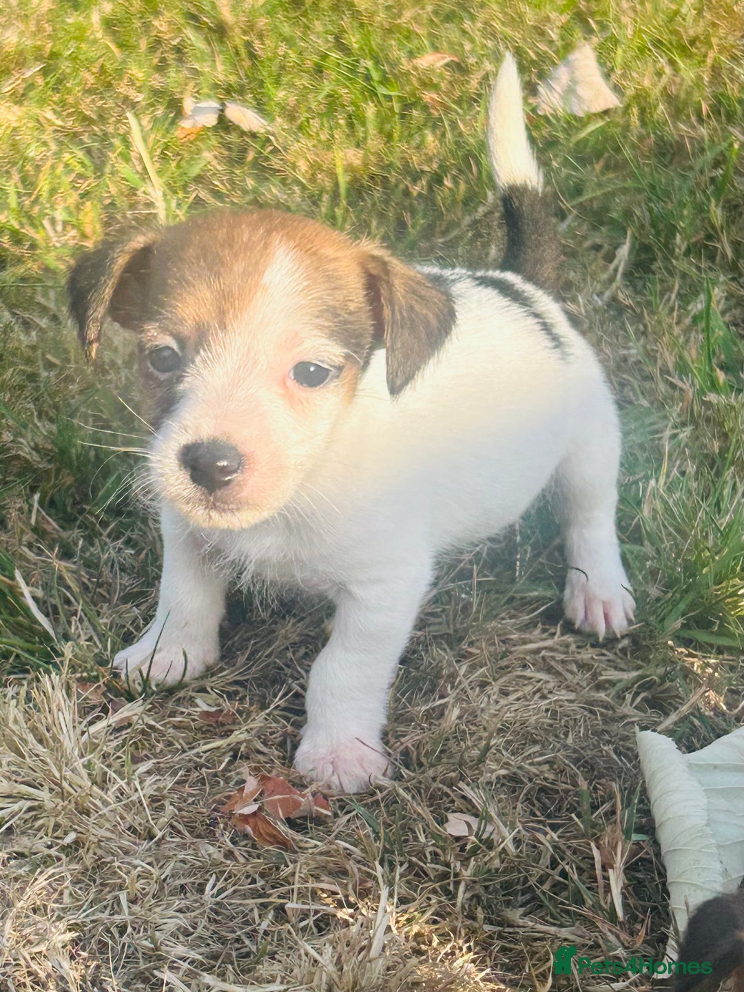 Jack Russell dogs for sale: jack Russel puppies  - Image 9