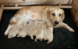 Golden Retriever dogs for sale: KC Reg Golden Retriever Puppies - Image 2