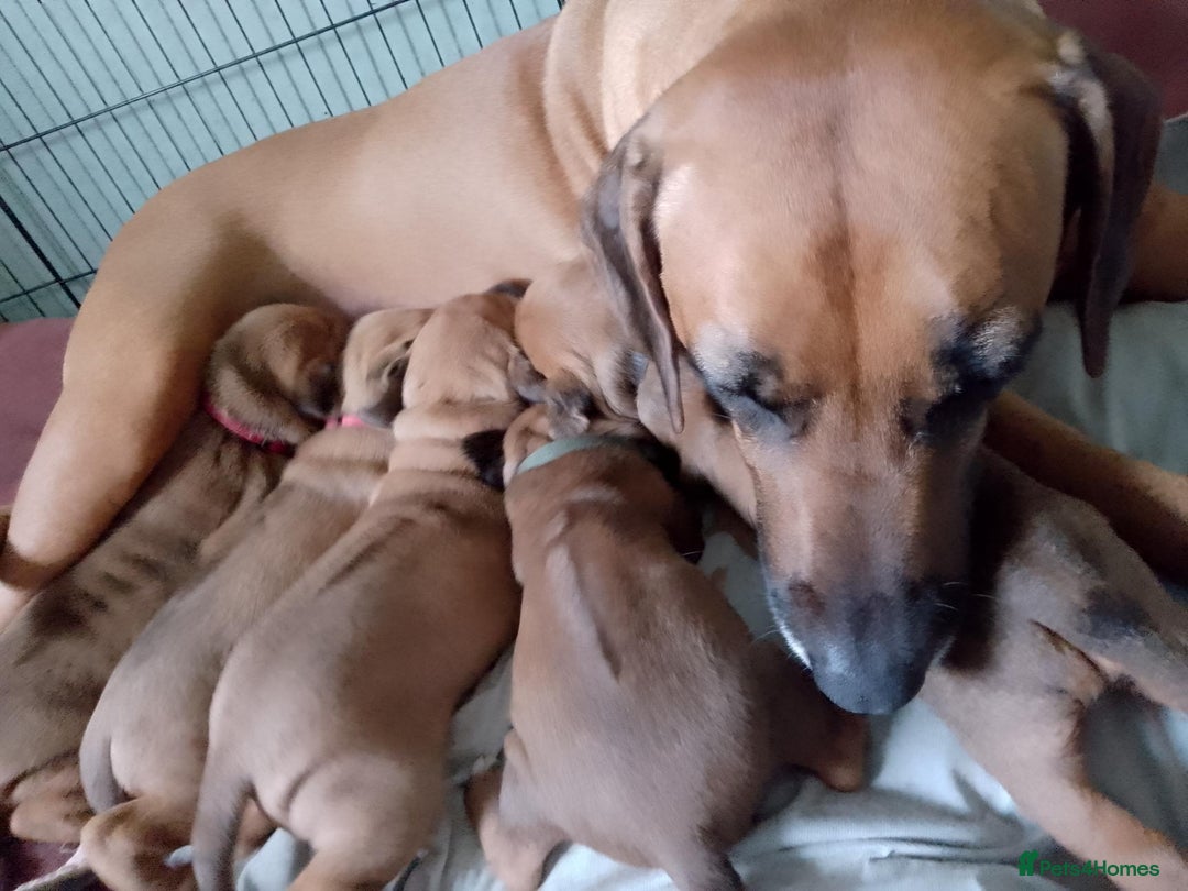 Rhodesian Ridgeback dogs for sale: Rhodesian Ridgeback Puppies - Advert 2