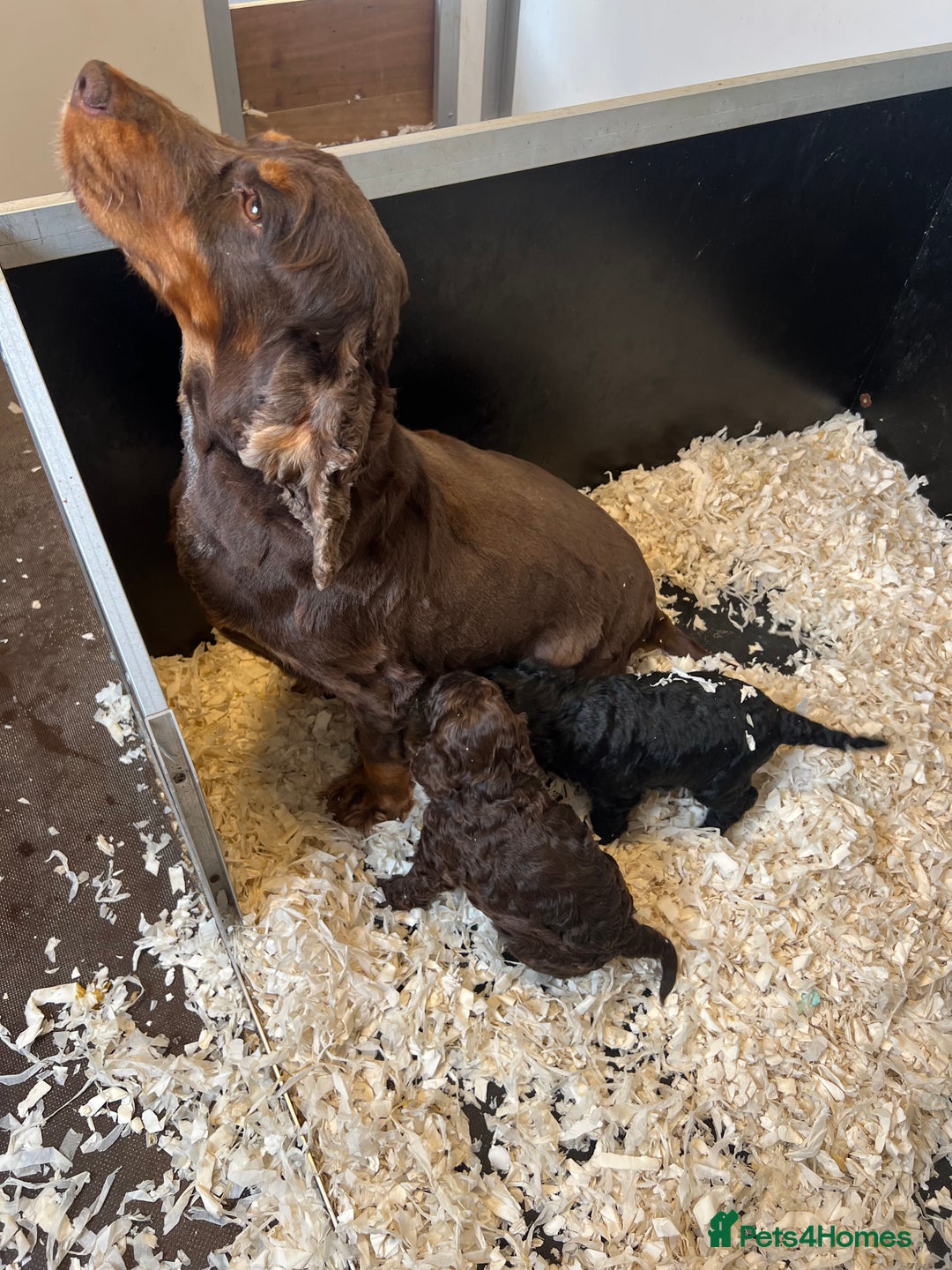 Cockapoo dogs for sale: F1 Cockapoo pups - Image 4