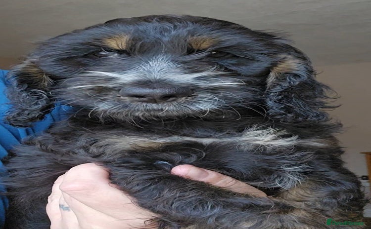 Cockapoo dogs - Advert 3