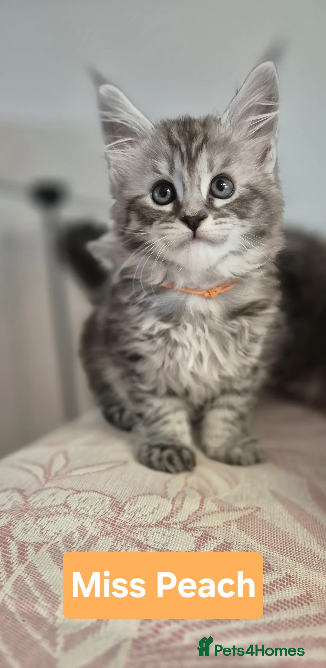 Maine Coon cats for sale: 🎀 Outstanding GCCF Pedigree Maine Coon Kittens  - Advert 2