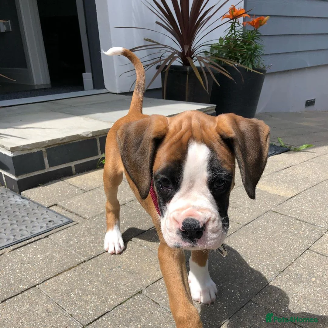 Boxer dogs for sale: Beautiful Boxer Female in Harrow - Advert 4