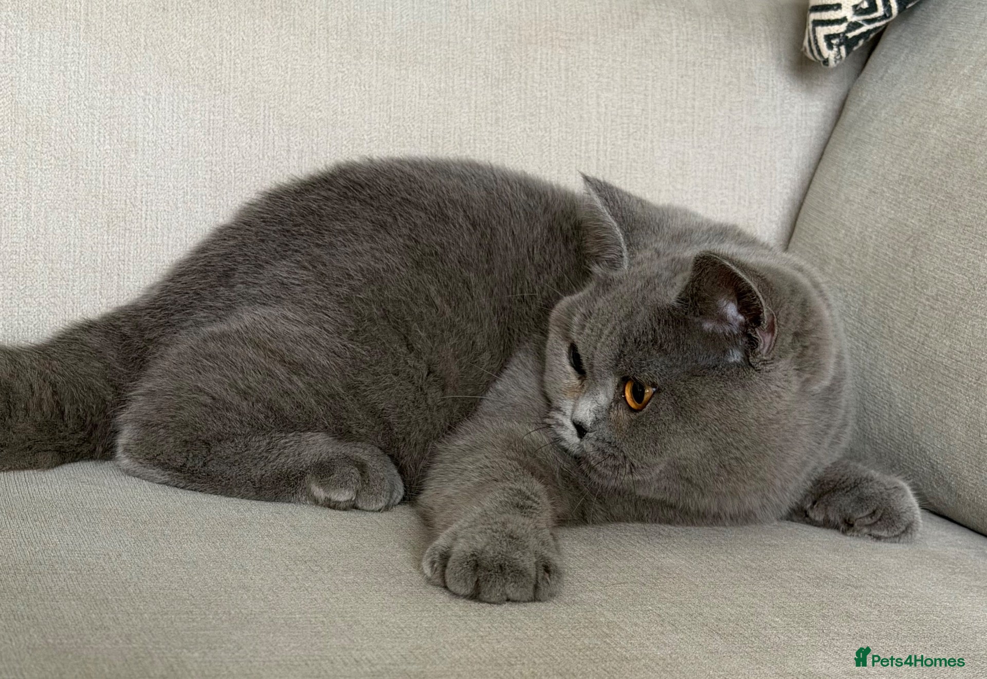 British Shorthair cats Beautiful girl available  - Advert 2