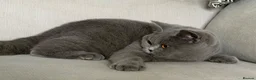 British Shorthair cats for sale: Beautiful girl available  - Advert 1