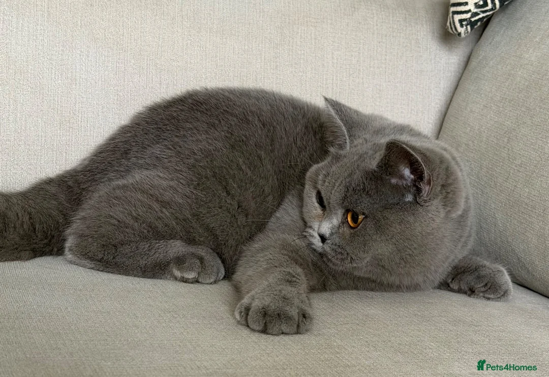 British Shorthair cats for sale: Beautiful girl available  - Advert 1