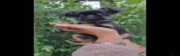 Griffon Bruxellois dogs for sale: Stunning Griffon Bruxellois puppies KC registered - Advert 10
