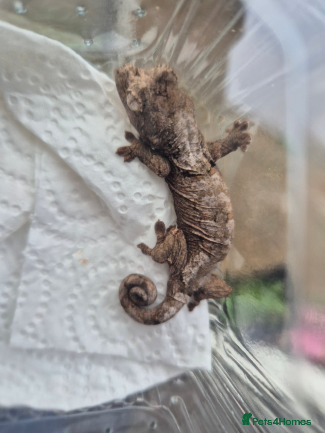 Gecko reptiles for sale: crested geckos, leopard geckos - Advert 14