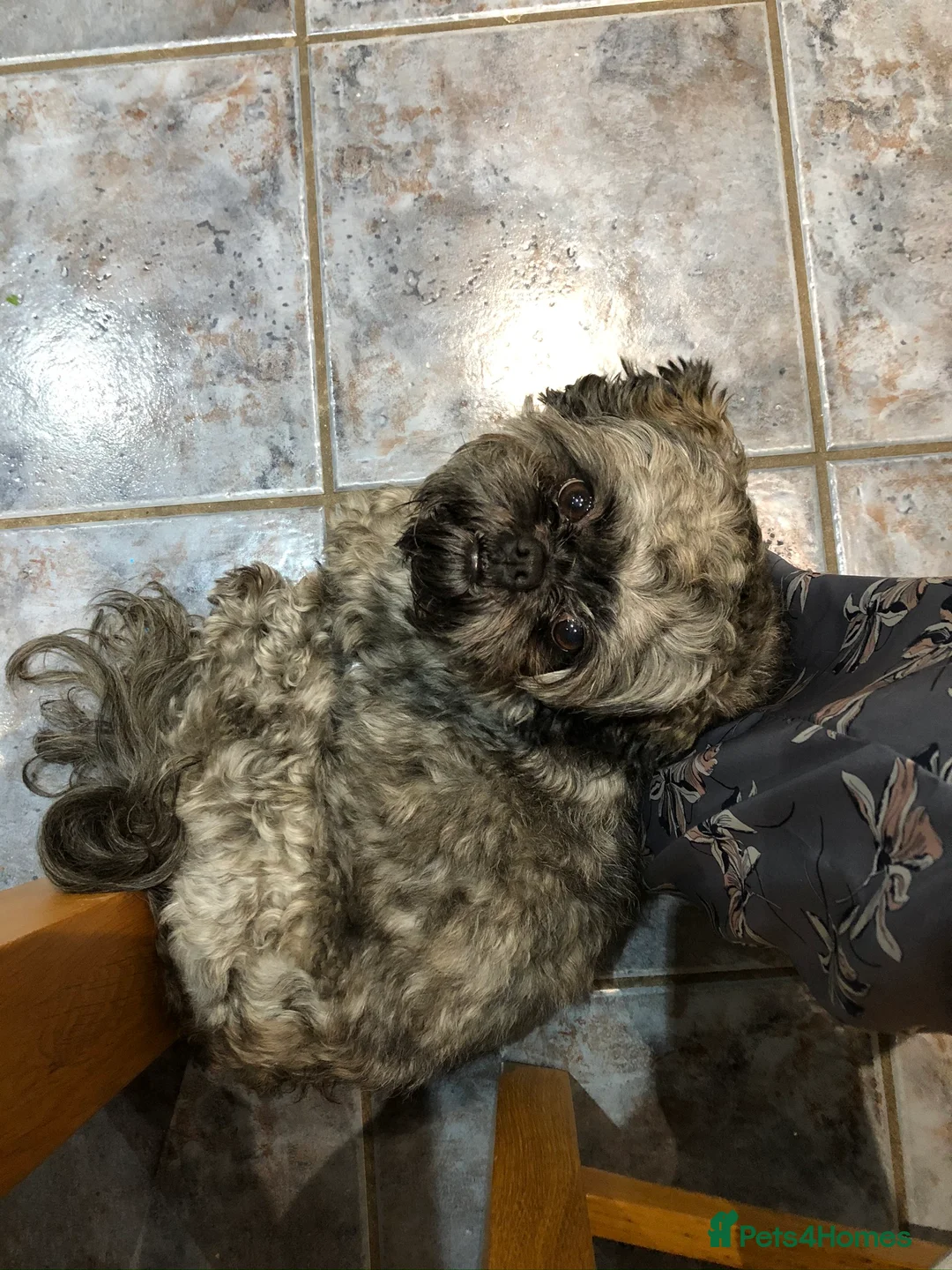 Shih Tzu dogs for stud: Stud only  in Bishop's Stortford - Advert 8