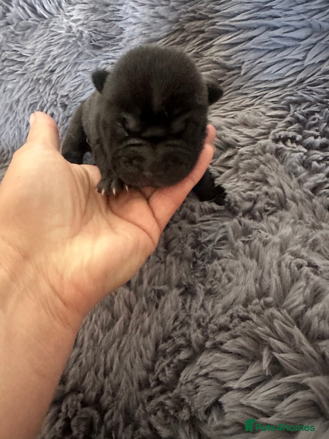 Shar Pei dogs for sale: Bear coat shar pei - Image 3