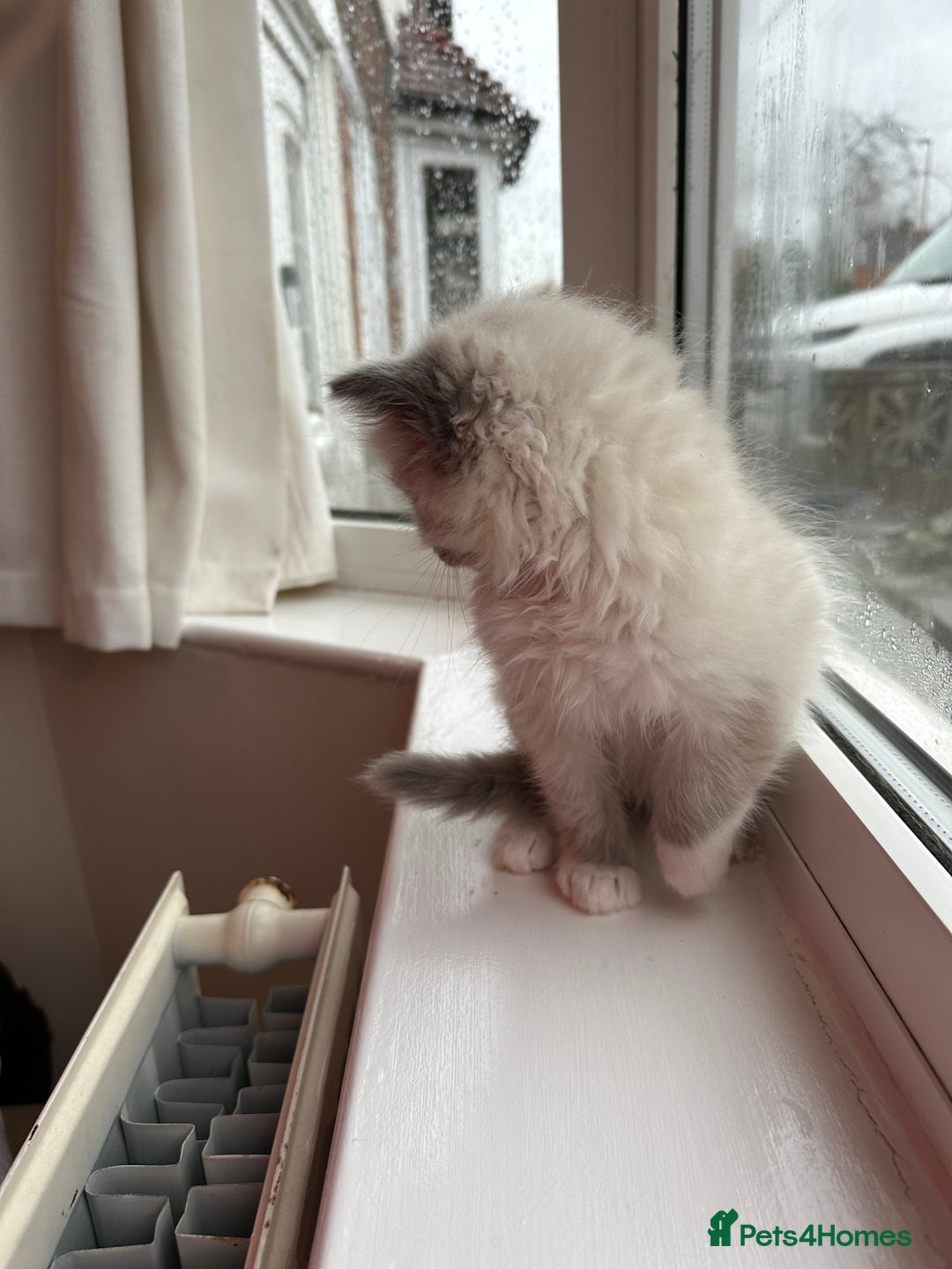 Ragdoll cats for sale: 2 PURE BRED CHAMPION LINE RAGDOLLS READY NOW - Advert 19