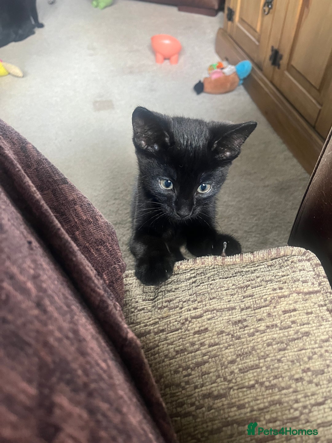 Mixed Breed cats for sale: 2 male kittens  - Image 2