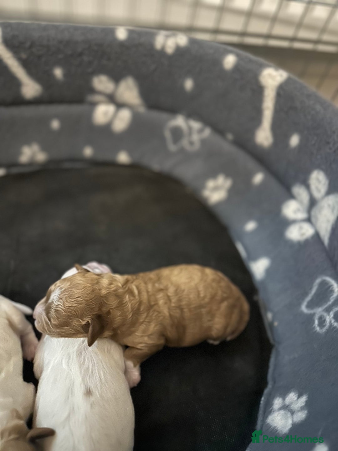 Cavapoo dogs for sale: Cavapoo f2 puppies  - Advert 10