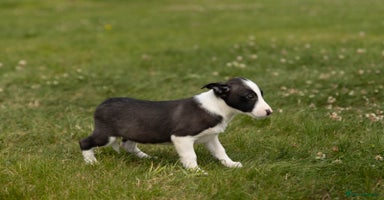 Mixed Breed dogs - Advert 9