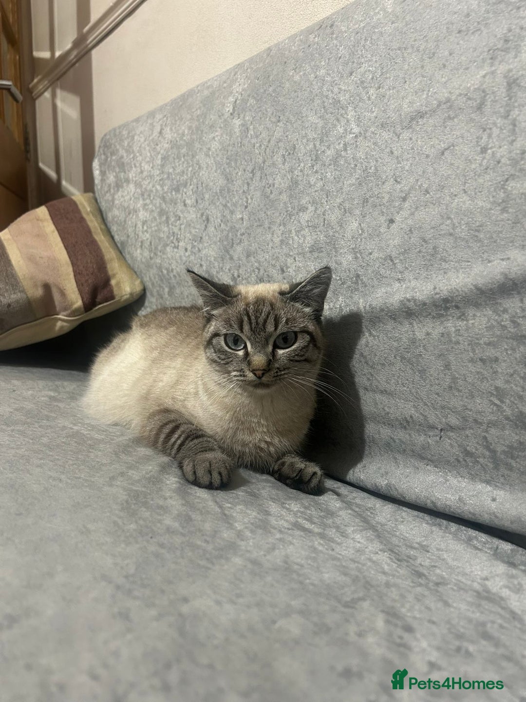 Mixed Breed cats for sale: Mixed breed female cat (British shorthair/ tabby  - Advert 3