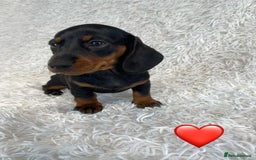 Miniature Dachshund dogs for sale: Miniature duscuhund  - Image 7