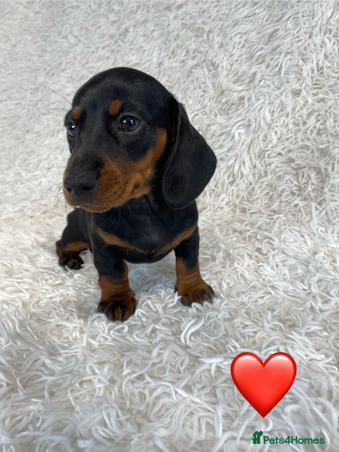 Miniature Dachshund dogs for sale: Miniature duscuhund  - Image 7
