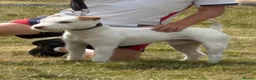 Jack Russell dogs for stud: The Geordie boy at stud 🖤🤍 - Advert 4