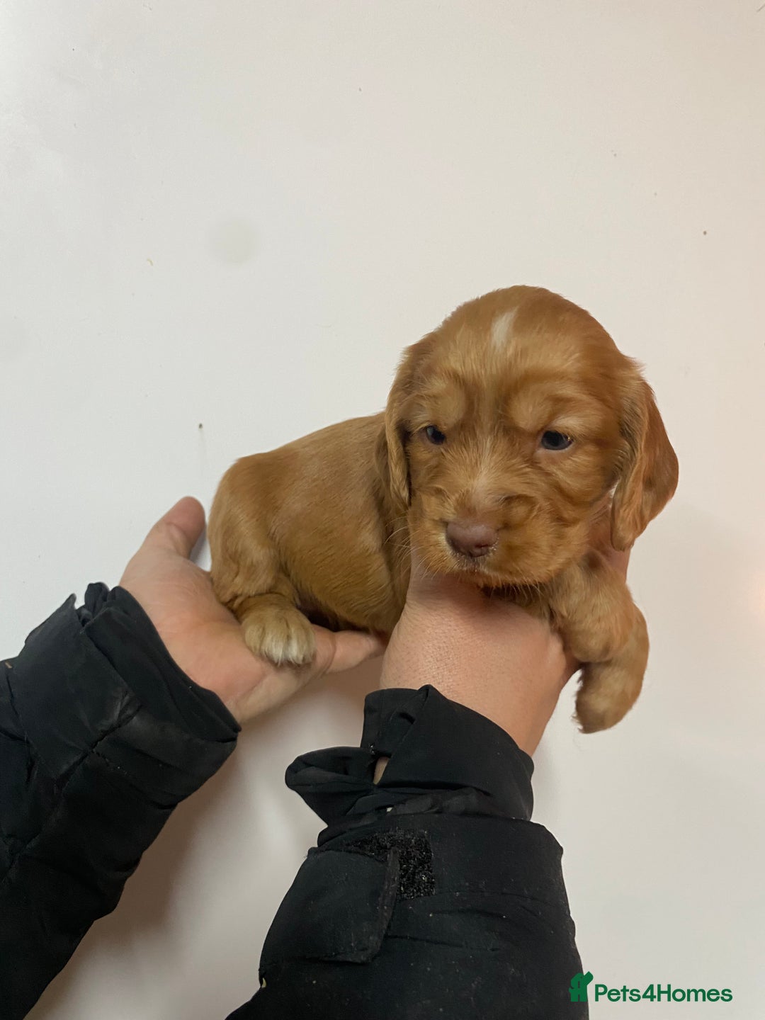 Cocker Spaniel dogs for sale: Beautifully coloured cocker spaniel puppys forsale - Advert 10