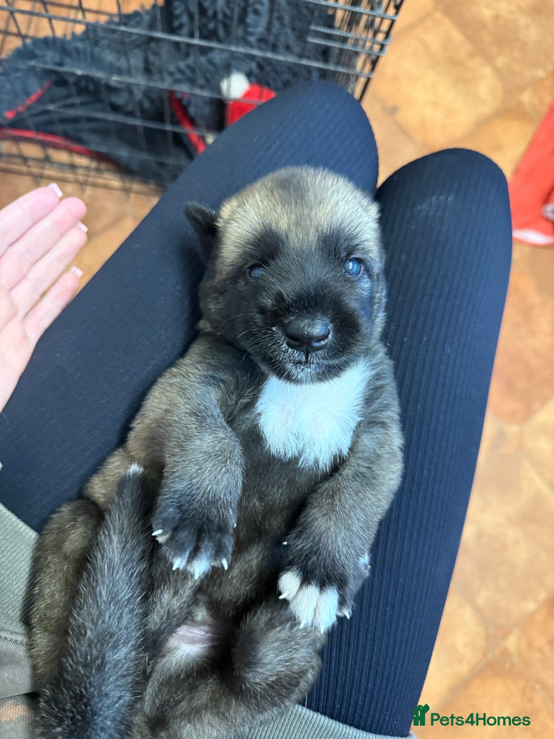 Irish Wolfhound dogs for sale: Bred From Extensively Health Tested Parents - Advert 10