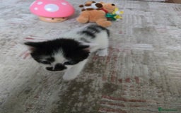 Mixed Breed cats for sale: Pretty black and white fluffy kittens - Image 8