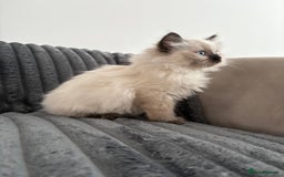 Ragdoll cats for sale: 2 Ragdoll Kittens left 🐾🤍 READY TO LEAVE NOW! - Image 5
