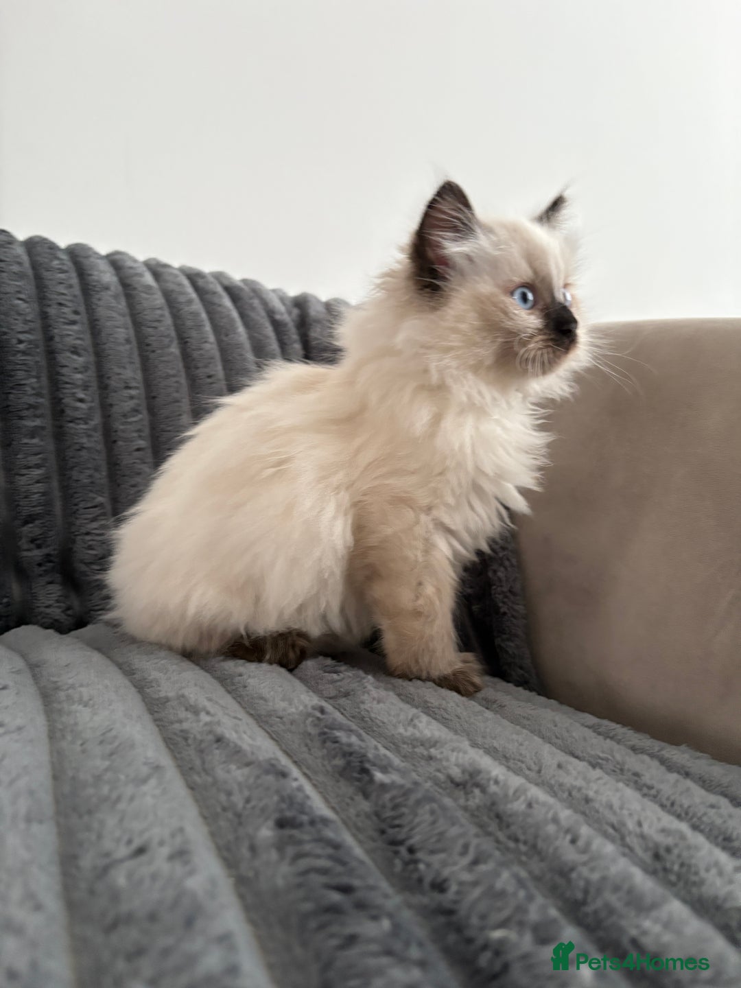 Ragdoll cats for sale: 2 Ragdoll Kittens left 🐾🤍 READY TO LEAVE NOW! - Image 5