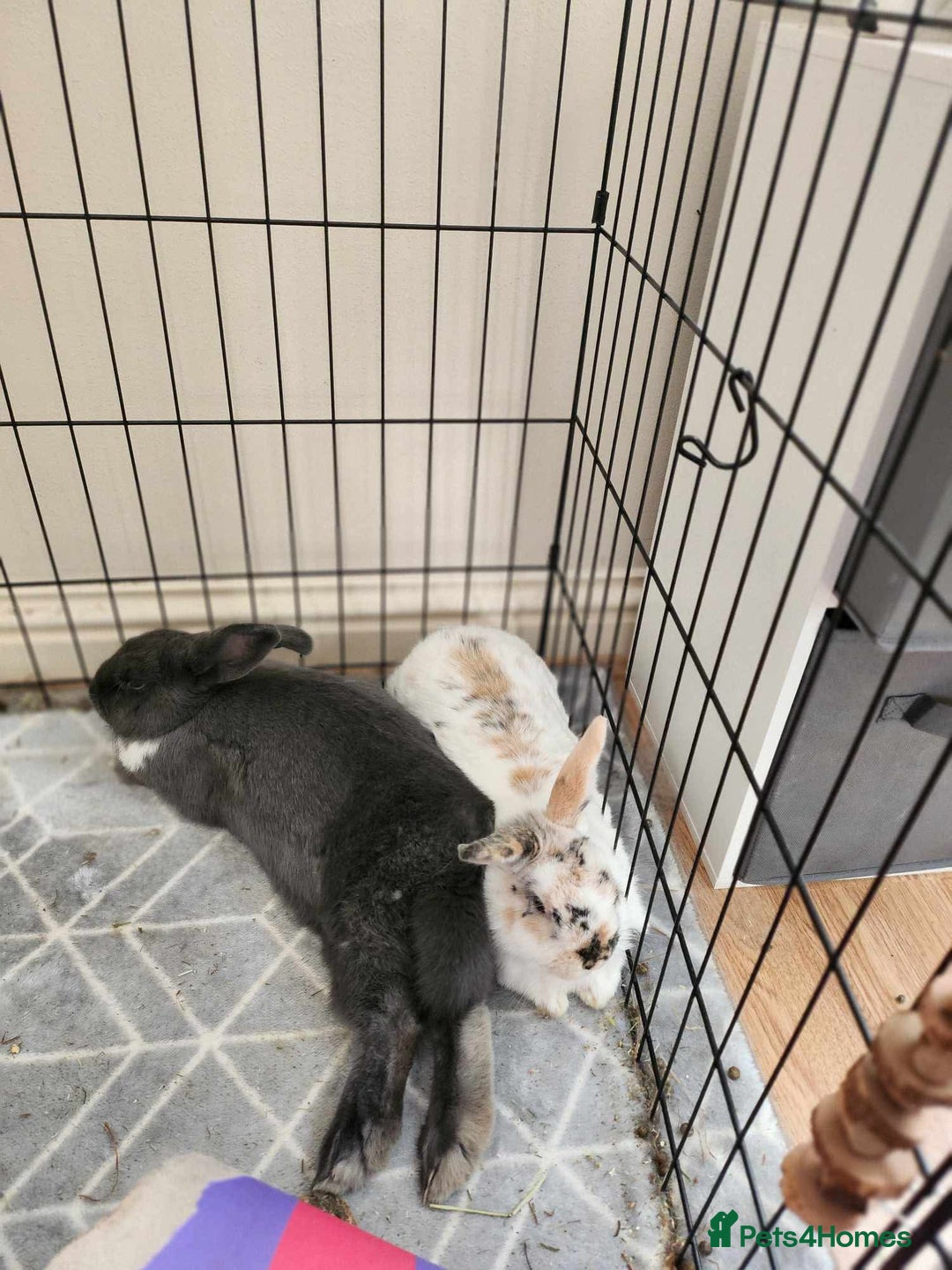 Mixed Breed rabbits for sale: 2 rabbits in need of forever home - Advert 6