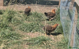 Chickens poultry for sale: Welsummer,Silver Laced Wyndottes,Lemon PyleBrahmas in Boston - Image 1