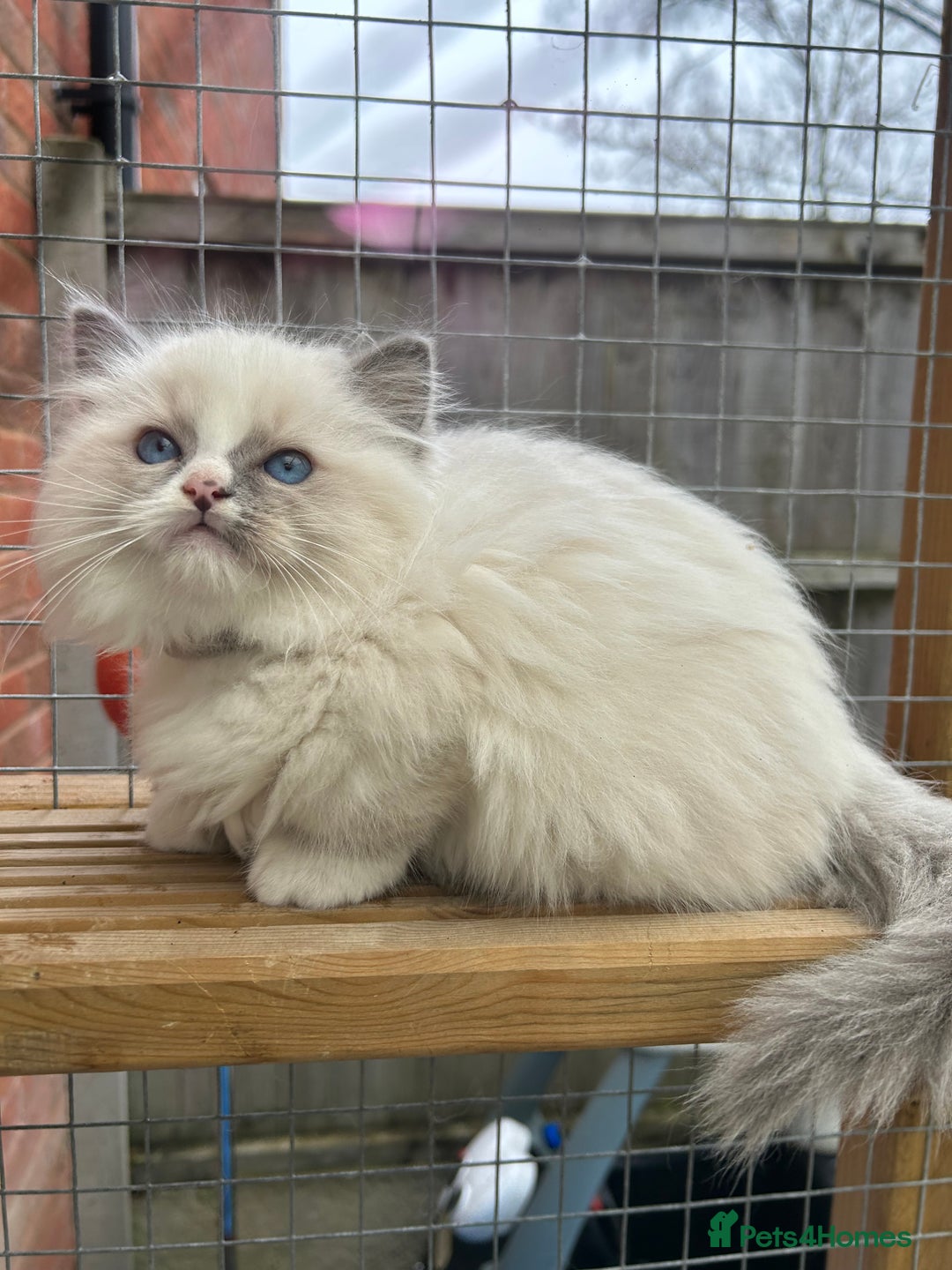 Ragdoll cats for sale: **Extra fluffy, TICA reg ragdoll baby** - Advert 6