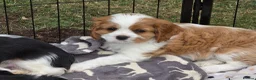 Cavalier King Charles Spaniel dogs for sale: MRI scanned pareents fully health tested  - Advert 5