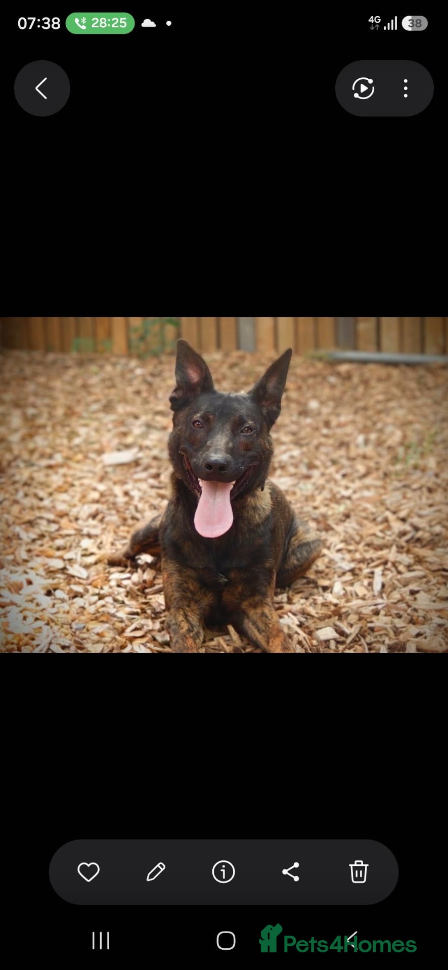 Belgian Shepherd Dog dogs Mali for sale  - Advert 7