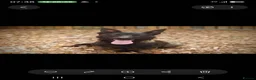 Belgian Shepherd Dog dogs for sale: Mali for sale  - Advert 1