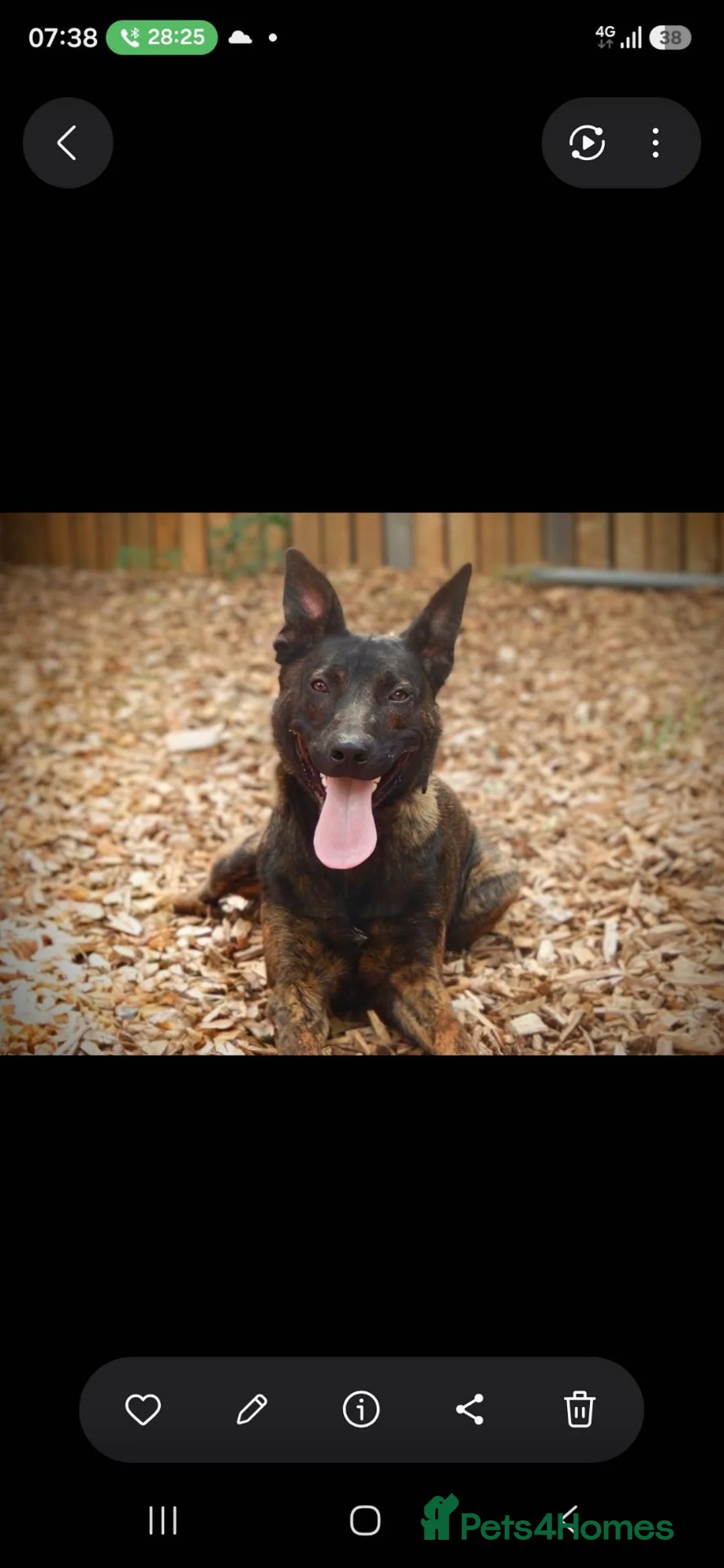 Belgian Shepherd Dog dogs for sale: Mali for sale  - Advert 1