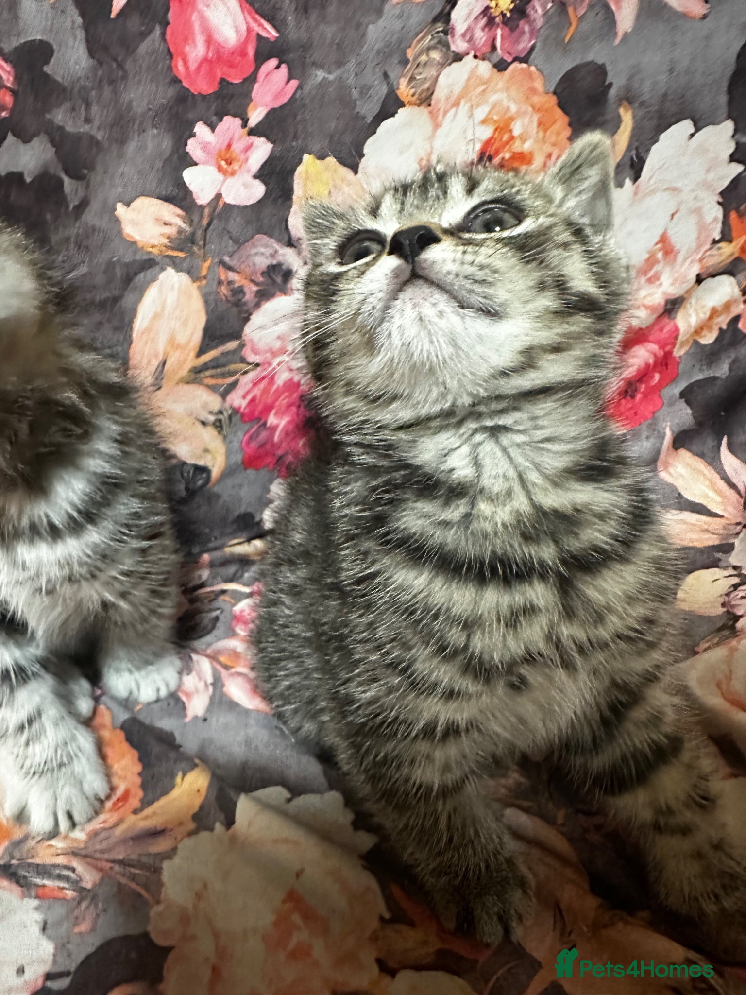 British Shorthair cats for sale: 2 remaining BSH kittens  - Advert 5