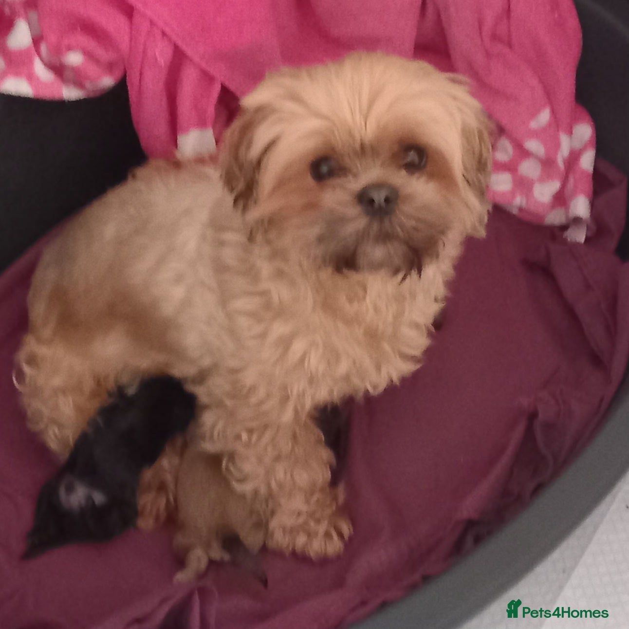 Shihpoo dogs Shihpoo puppies for sale - Advert 1