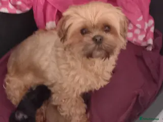 Shihpoo dogs Shihpoo puppies for sale - Advert 1