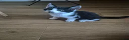 Mixed Breed cats for sale: Kittens for sale - Advert 16