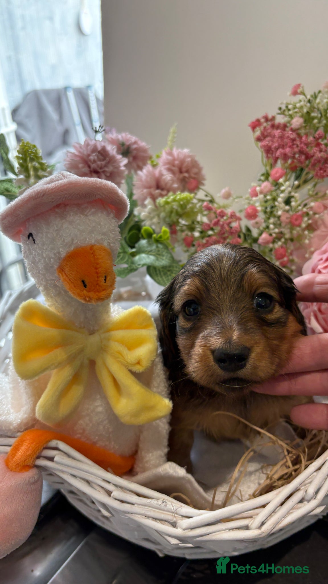 Miniature Dachshund dogs ♥️💙 LONG COAT DAXIS 💙♥️ - Advert 8