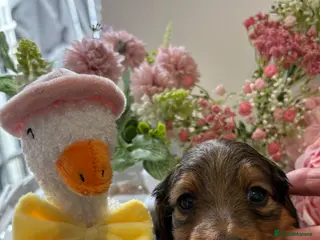 Miniature Dachshund dogs ♥️💙 LONG COAT DAXIS 💙♥️ - Advert 1