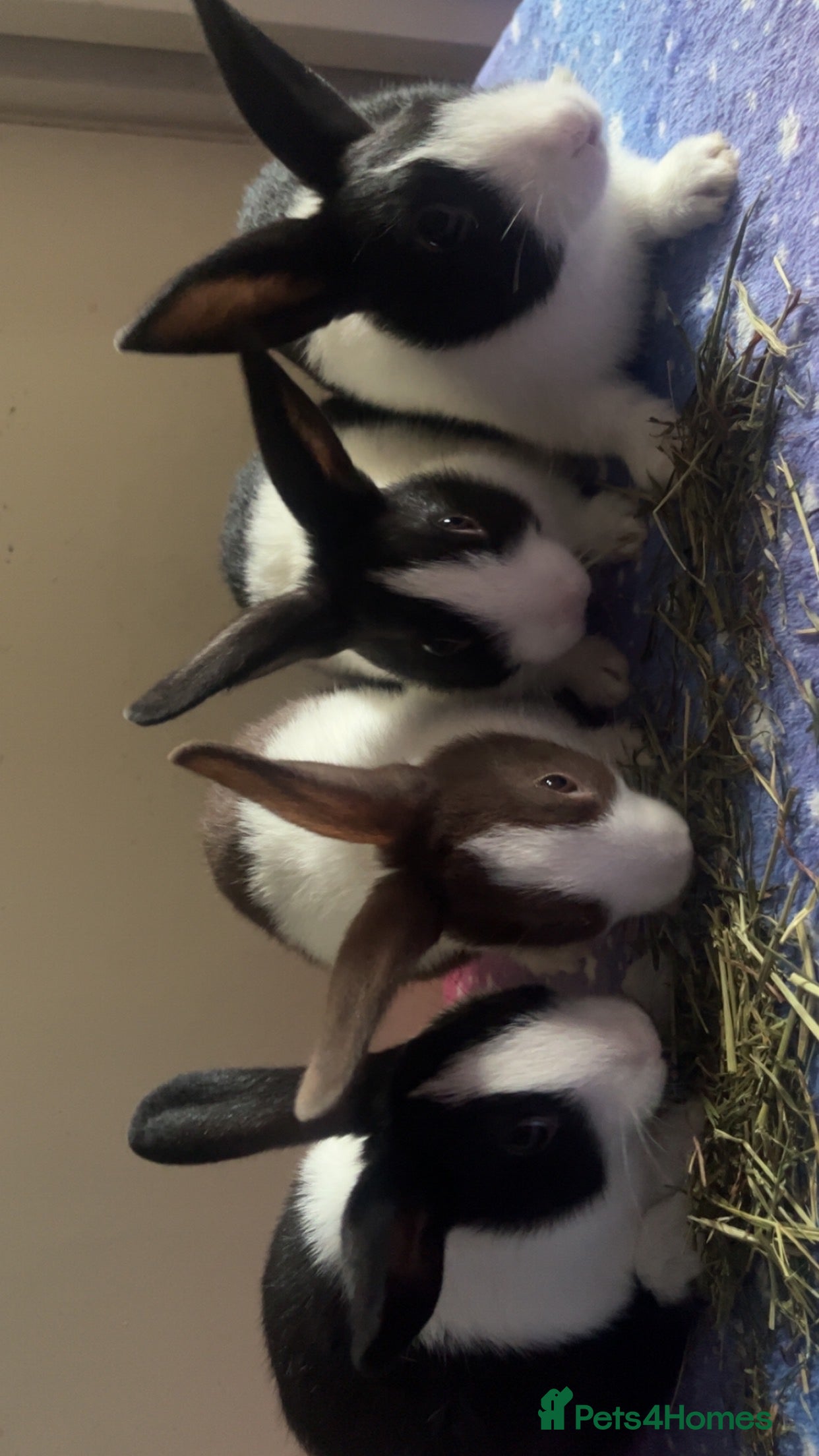 Dutch rabbits ‼️4 pure bred Dutches ready soon‼️ - Advert 1