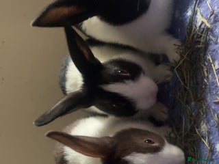 Dutch rabbits ‼️4 pure bred Dutches ready soon‼️ - Advert 1