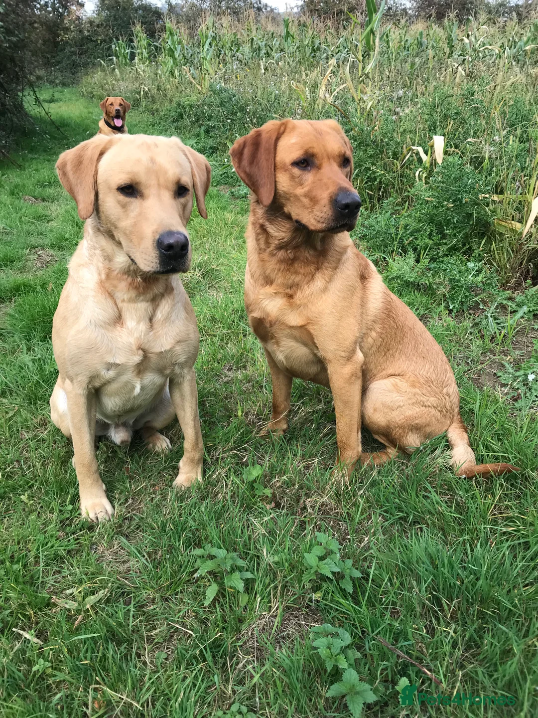 Labrador Retriever dogs for stud: Fully health tested Fox Red Labrador For Stud in Tewkesbury - Advert 10