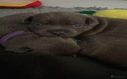 Staffordshire Bull Terrier dogs for sale: Beautiful Staffordshire bull terrier puppy’s  - Image 8