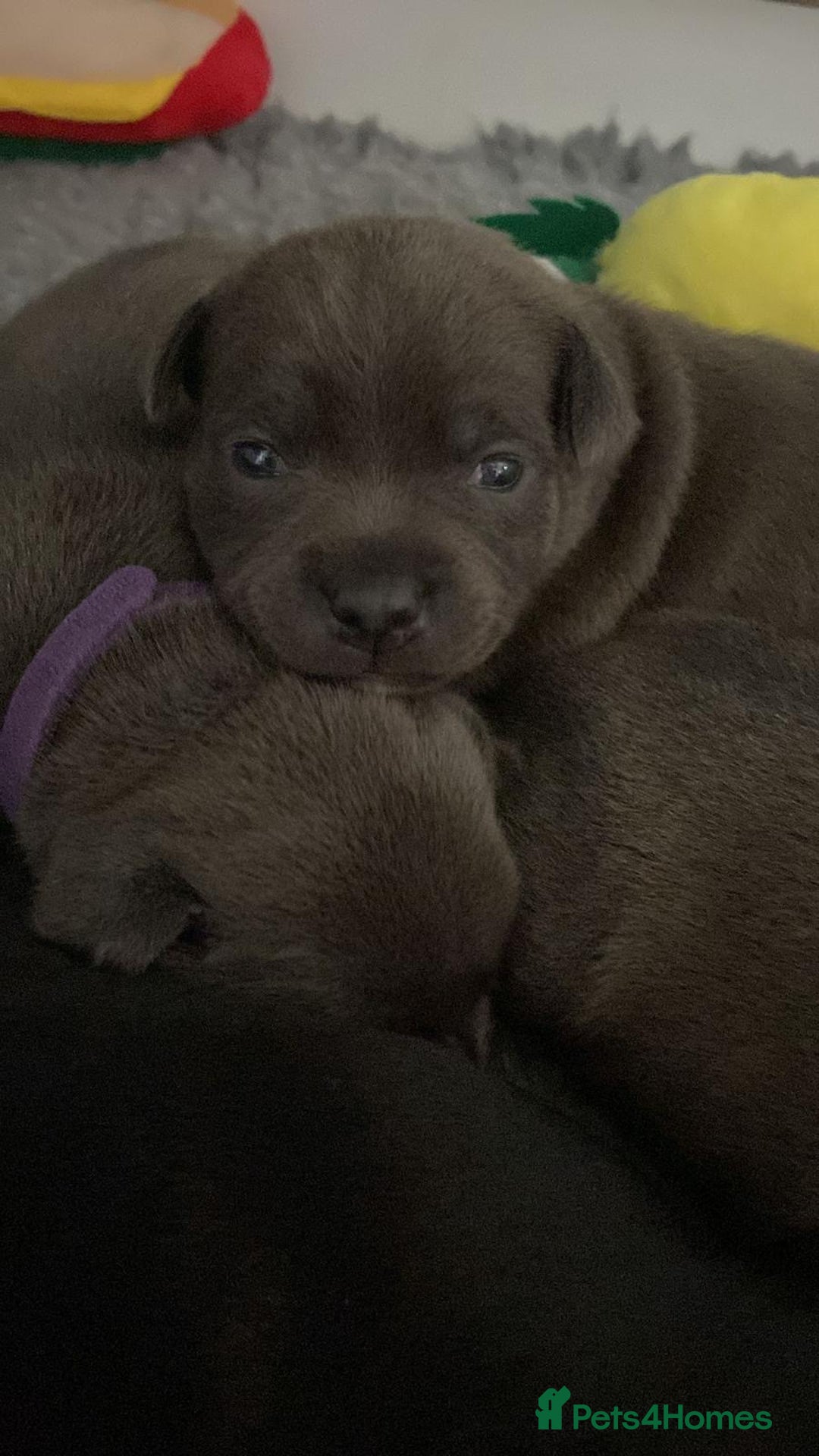 Staffordshire Bull Terrier dogs for sale: Beautiful Staffordshire bull terrier puppy’s  - Image 8