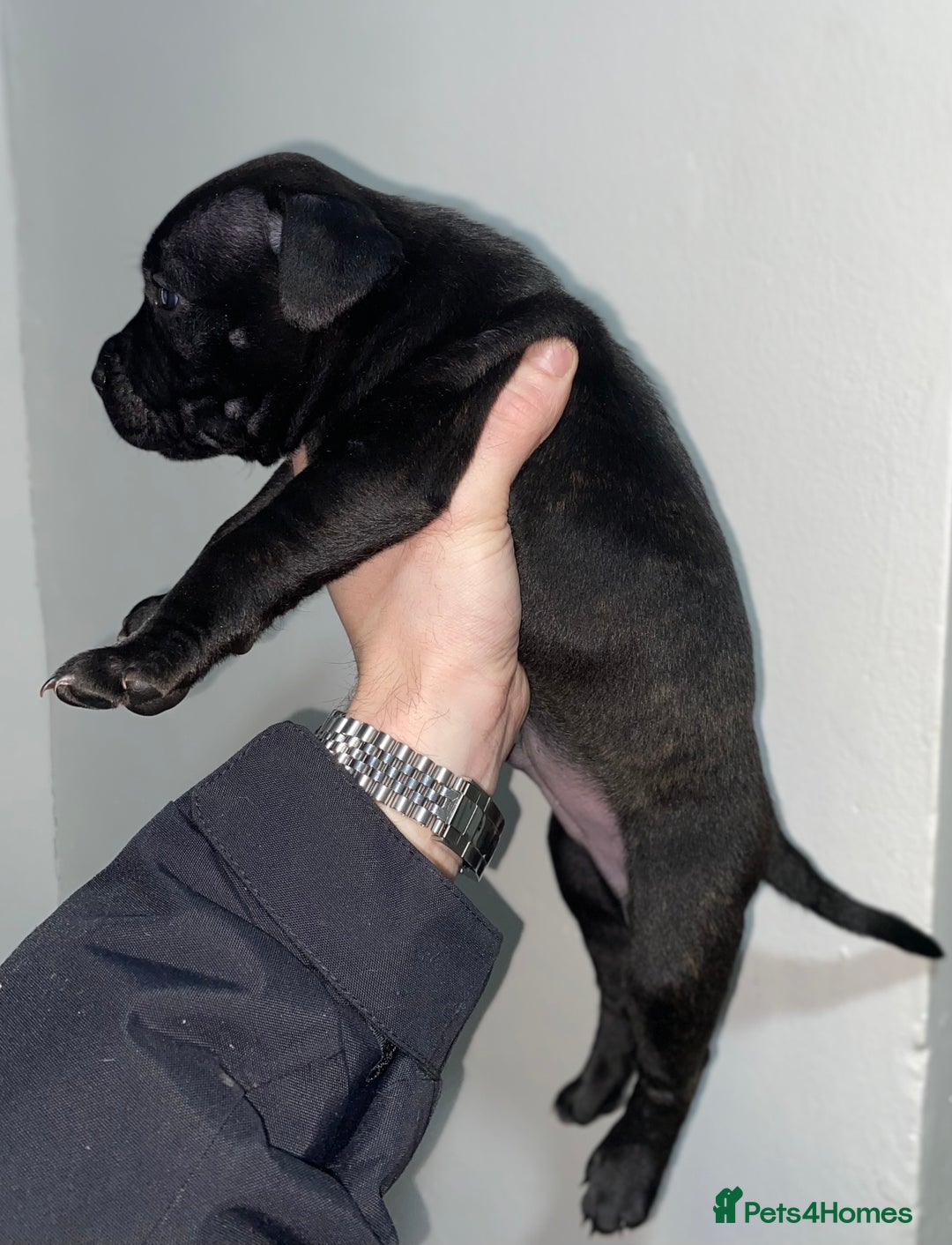 Staffordshire Bull Terrier dogs for sale: Full black Show Quality Staffy pups (Kassius Pup)  - Advert 10