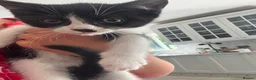Mixed Breed cats for sale: READY NOW - Advert 9