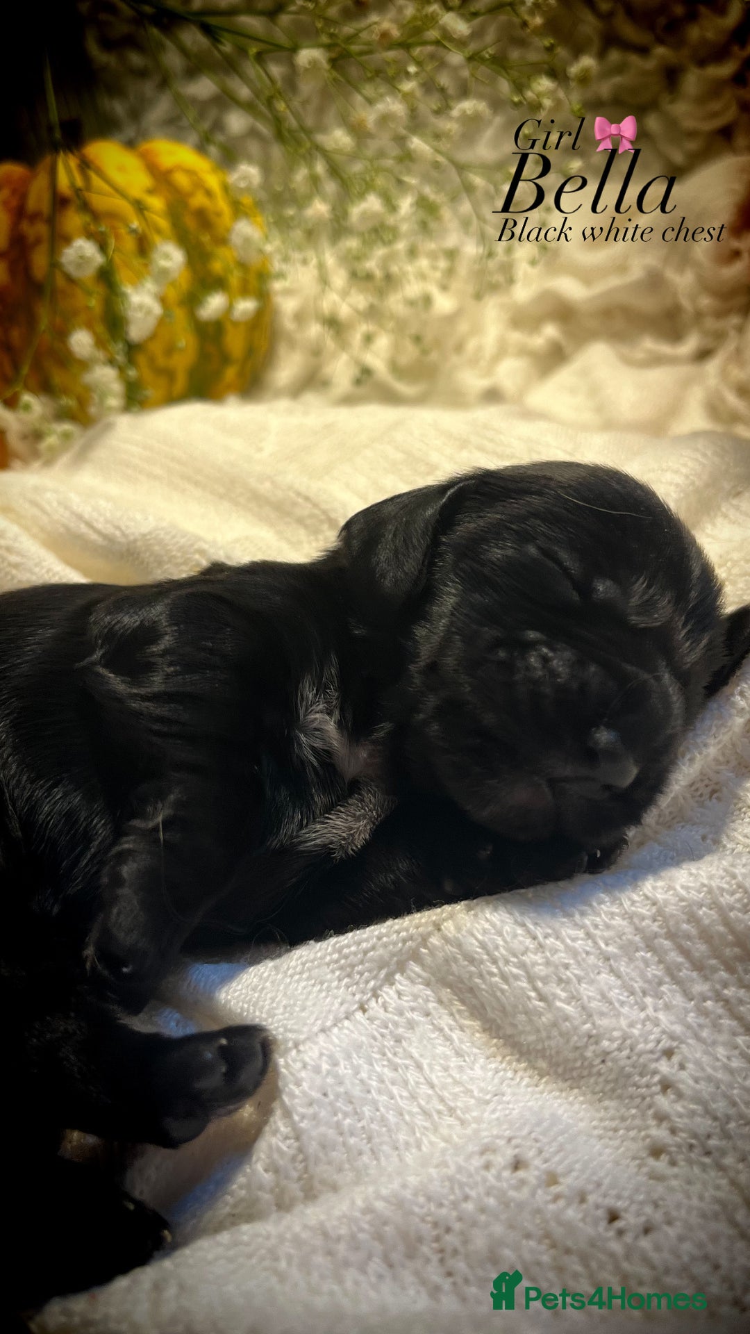 Cocker Spaniel dogs for sale: FAMILY RAISED SHOW TYPE COCKER SPANIEL PUPPIES - Advert 14